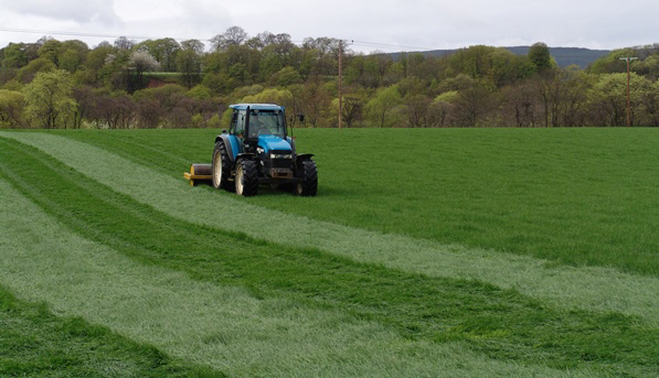 Forage maintenance